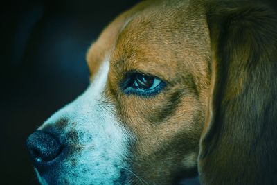 Close-up of dog looking away