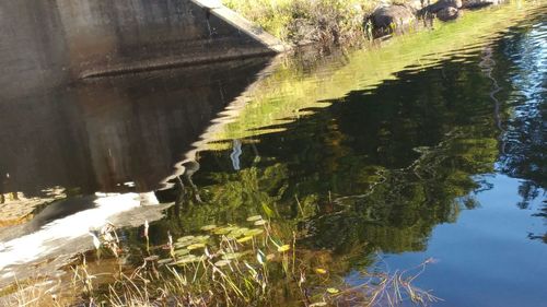 Reflection of trees in water