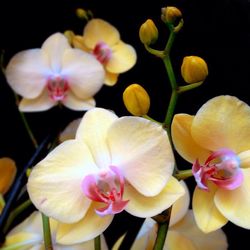 Close-up of pink orchid blooming outdoors