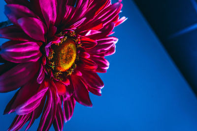 Close-up of red flower