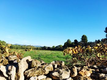 Trees on field against clear blue sky