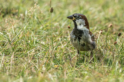 View of a bird on field