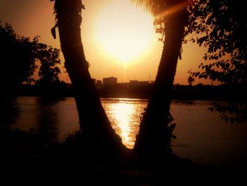 Silhouette of trees at sunset