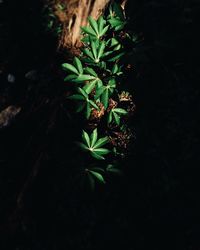 Plants growing on a tree
