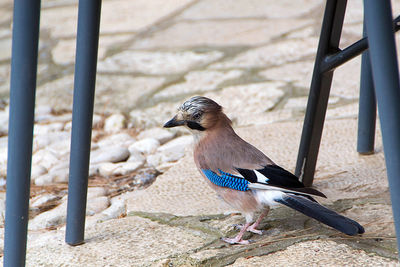 Close-up of bird perching on railing