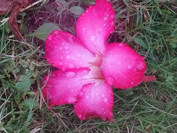 Close-up of wet pink flower on field