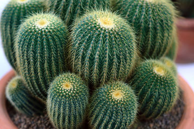 Close-up of succulent plant