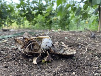 Close-up of dead plant on field