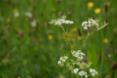 Close-up of flowers blooming outdoors