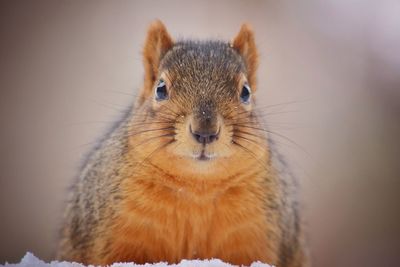 Close-up of squirrel