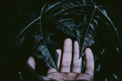 Close-up of person hand with leaves