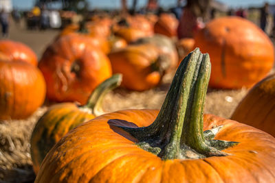 Close-up of pumpkin for sale in market