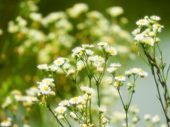 Close-up of yellow flowering plant on field