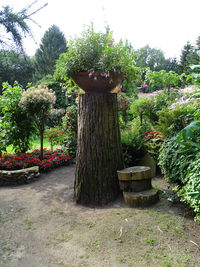 Potted plants in park