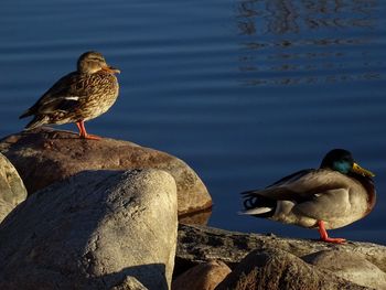 Bird perching on rock