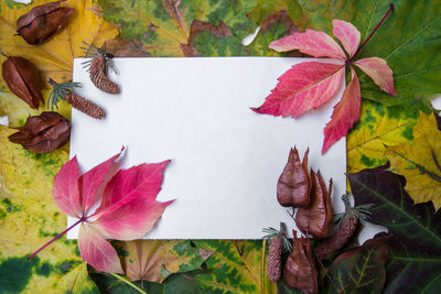 High angle view of maple leaves on plant during autumn