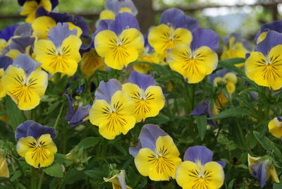 Close-up of yellow flowering plants in park