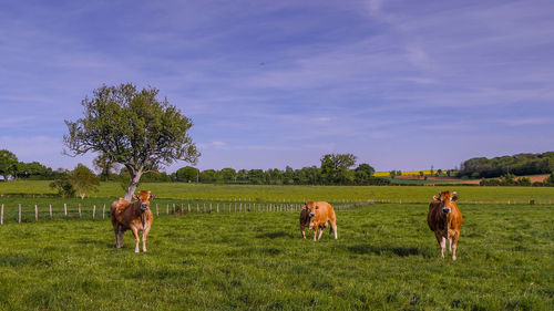 Cows grazing on field against sky