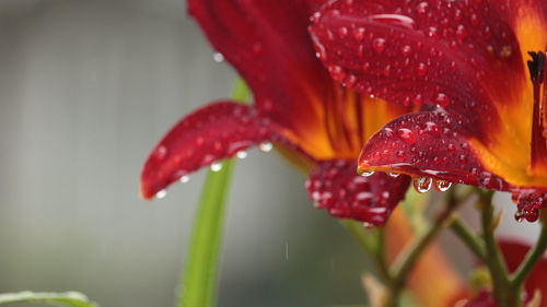 Close-up of wet plant