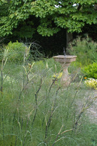 Close-up of fresh green plants