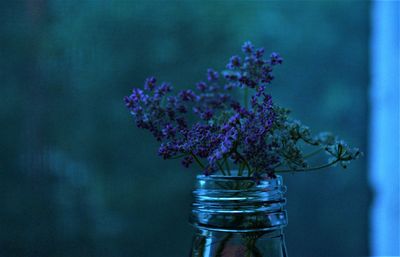 Close-up of purple flowering plant in jar