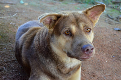 Close-up portrait of dog