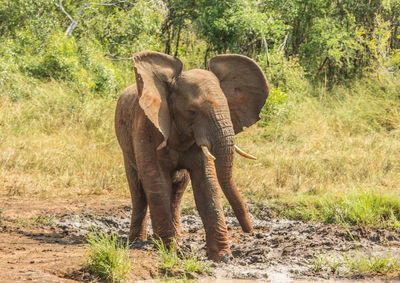 Elephant standing in a forest