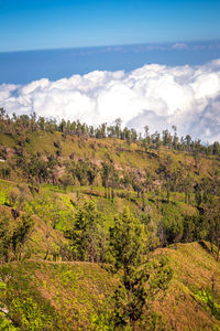 Trees on field against sky