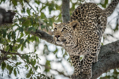 Portrait of a leopard on a tree