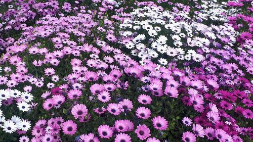 Close-up of pink flowering plant in field