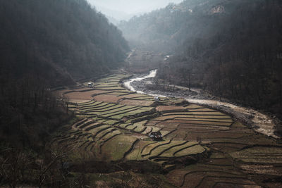 Scenic view of agricultural field