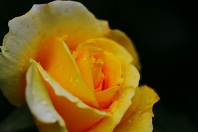 Close-up of yellow rose blooming against black background