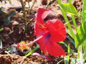 Close-up of day lily plant