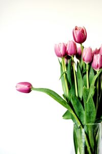 Close-up of pink tulip blooming against white background