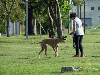 Woman walking greyhound dog