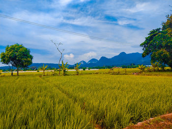 Scenic view of agricultural field against sky