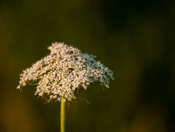 Close-up of white flowering plant