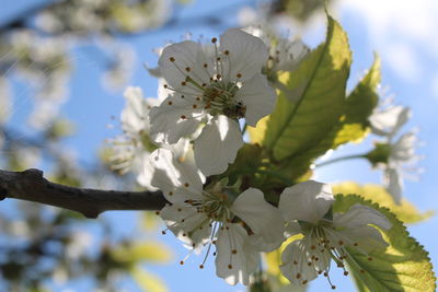Close-up of white cherry blossom tree
