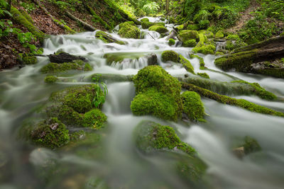 Scenic view of waterfall in forest