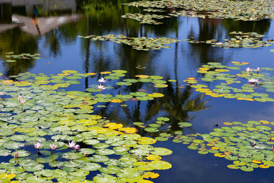 Close-up of lotus water lily in pond