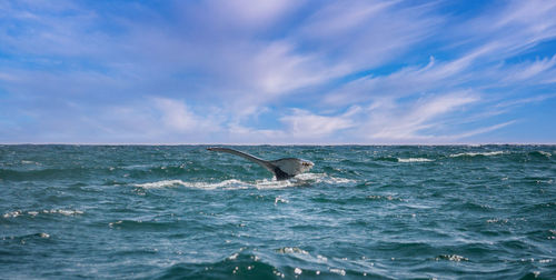 Whale in ocean