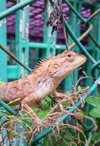 Close-up of lizard on leaf