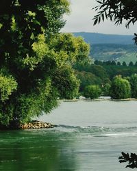 Scenic view of lake against trees in forest