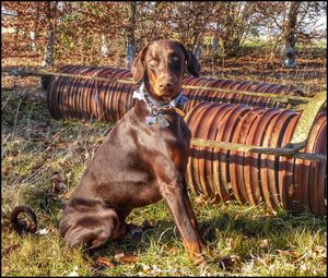 Portrait of dog relaxing on grass