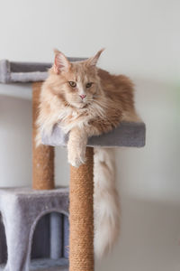 Portrait of a cat on wall