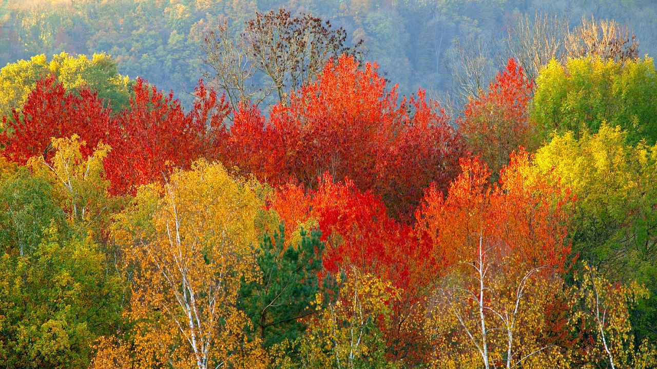 SCENIC VIEW OF AUTUMNAL TREES