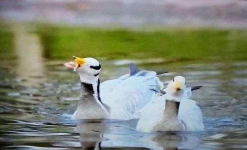 White ducks swimming in lake