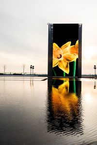 Yellow flowers on water against sky