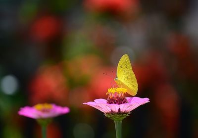 Close-up of butterfly pollinating on flower