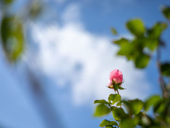 Close-up of pink flowering plant